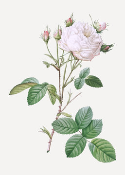 White provence rose
