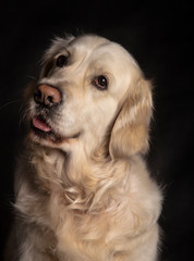 Beautiful 3 years old golden retriever