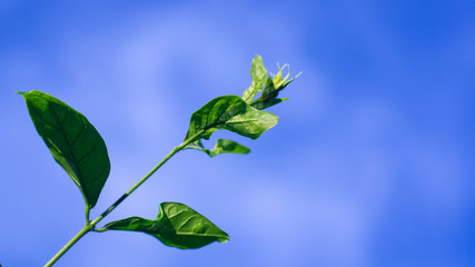 Fragrant jasmine in Thailand is used as a symbol on Mother's Day.