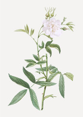 Fototapeta na wymiar White rose of york in bloom