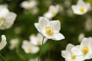 Fototapeta na wymiar Beautiful white wildflowers on a green background.