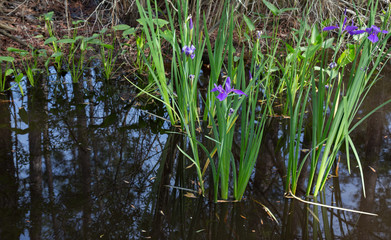 Purple Louisiana iris flowers growing wild in dark reflective swamp water