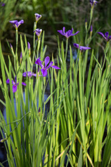 Closeup portrait of purple Louisiana iris flowers growing in dark bayou swamp water background 