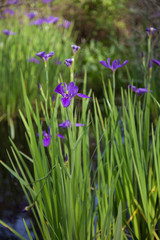 Portrait of purple iris flowers growing wild in water