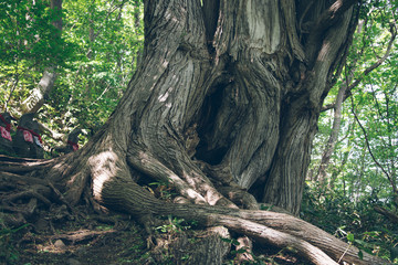 円山原始林の大木3（A large tree in the Maruyama primitive forest）