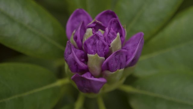 Rhododendron Violet flower bud super close in park Sanssouci in Potsdam Germany