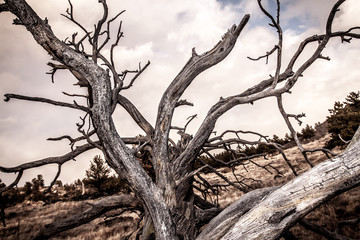 Old Tree Roots Spreading Outward
