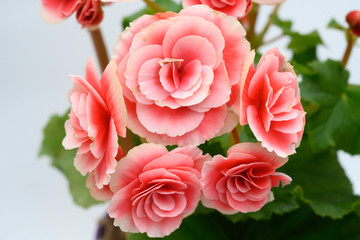 Giant Begonia in pink closer look