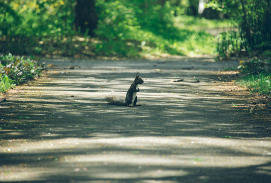豊平公園のリス（Squirrel in Toyohira Park）