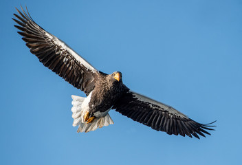 Steller's sea eagle in flight. Front view.  Scientific name: Haliaeetus pelagicus. Blue sky  background.