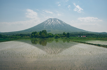 水田に映る羊蹄山（Mt. Yotei reflected in the paddy field）