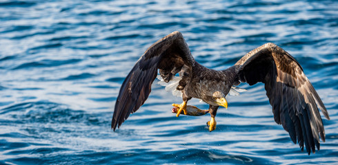 White-tailed eagle fishing. Blue Ocean Background. Scientific name: Haliaeetus albicilla, also known as the ern, erne, gray eagle, Eurasian sea eagle and white-tailed sea-eagle.