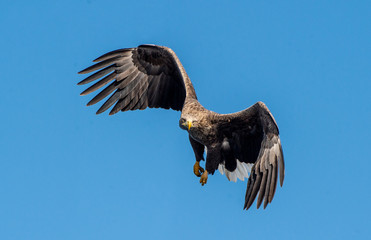 Adult White-tailed eagle in flight. Front view. Sky background. Scientific name: Haliaeetus albicilla, also known as the ern, erne, gray eagle, Eurasian sea eagle and white-tailed sea-eagle.