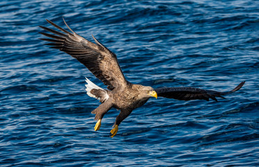 White-tailed eagle fishing. Blue Ocean Background. Scientific name: Haliaeetus albicilla, also known as the ern, erne, gray eagle, Eurasian sea eagle and white-tailed sea-eagle.