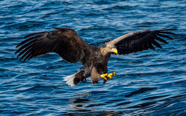 White-tailed eagle fishing. Blue Ocean Background. Scientific name: Haliaeetus albicilla, also known as the ern, erne, gray eagle, Eurasian sea eagle and white-tailed sea-eagle.
