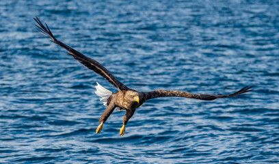 Adult White-tailed eagles fishing. Front view. Blue Ocean Background. Scientific name: Haliaeetus albicilla, also known as the ern, erne, gray eagle, Eurasian sea eagle and white-tailed sea-eagle.