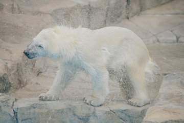 円山動物園のシロクマの赤ちゃん（Polar bear at Maruyama Zoo）