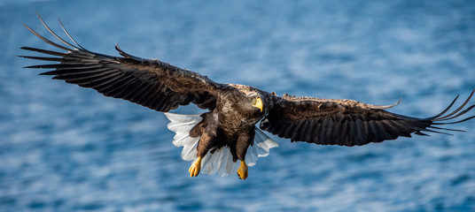 Adult White-tailed eagles fishing. Front view. Blue Ocean Background. Scientific name: Haliaeetus albicilla, also known as the ern, erne, gray eagle, Eurasian sea eagle and white-tailed sea-eagle.