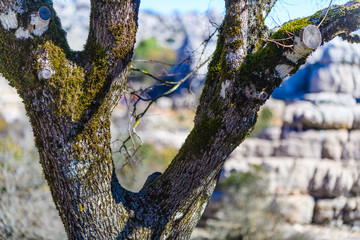 Obraz premium El Torcal de Antequera is a nature reserve located to the south of the city of Antequera, in the province of Andalusia. Spain