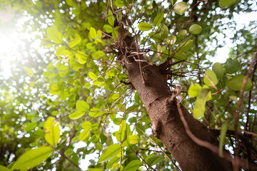 The natural beauty of wood, roots, trees, and leaves. With the warm light of the sunset