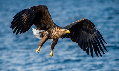 Obraz premium Adult White-tailed eagles fishing. Front view. Blue Ocean Background. Scientific name: Haliaeetus albicilla, also known as the ern, erne, gray eagle, Eurasian sea eagle and white-tailed sea-eagle.