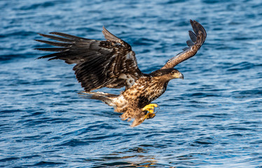 White-tailed eagle fishing. Blue Ocean Background. Scientific name: Haliaeetus albicilla, also known as the ern, erne, gray eagle, Eurasian sea eagle and white-tailed sea-eagle.