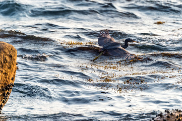 The Pacific Reef-Egret