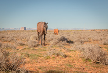 wild horses make their way through open desert land and stop for some chewing on grass, play with each other, seemingly pose for a picture in Page, Arizona