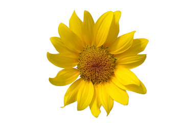One sunflower on white background