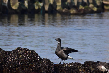 岩の上で羽を広げるコクガン