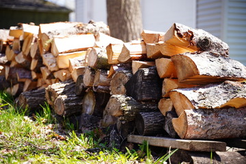 pile of firewood in the forest
