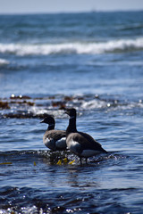 浅瀬で沖を見つめる二羽のコクガン