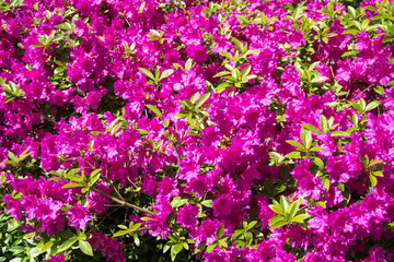 Obraz premium A beautiful bright cerise bush in a spring garden