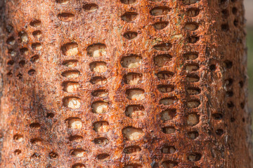 Feeding Tracks of a Sapsucker Woodpecker on a Spruce