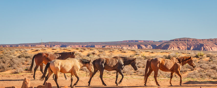 wild horses make their way through open desert land and stop for some chewing on grass, play with each other, seemingly pose for a picture in Page, Arizona