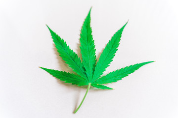 Cannabis(Drugs) marijuana leaf closeup on white background.