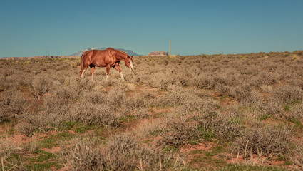 wild horses make their way through open desert land and stop for some chewing on grass, play with each other, seemingly pose for a picture in Page, Arizona