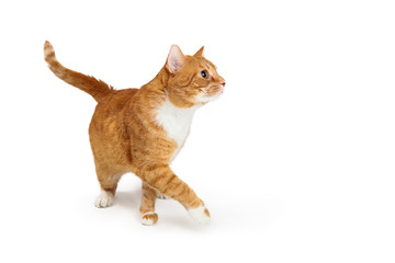 Orange Tabby Cat Walking to Side Paw Extended