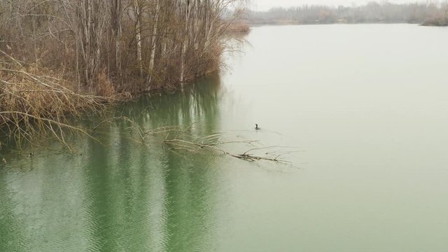 Aerial &ndash; Cinematic shot of a heron jumping into the water while it&igrave;s snowing