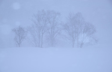 Fototapeta na wymiar 吹雪1（Snowstorm）