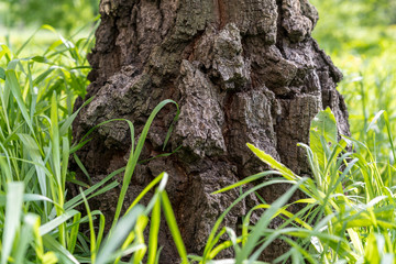 bark of an old tree birch