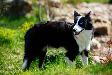Fototapeta premium The dog breed Yakut husky