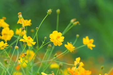 Yellow flowers with grass in spring wind close-up macro with soft focus on a meadow in nature. A beautiful soft light gentle dreamy green background, free space for text 