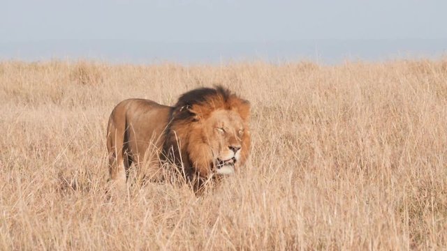 slow motion shot of a male lion walking in long grass at masai mara game reserve in kenya, africa