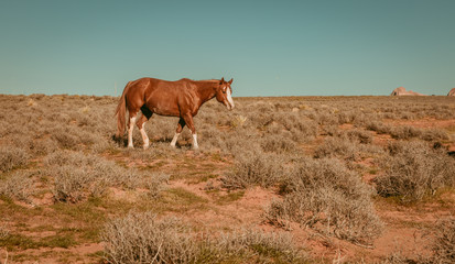 Fototapeta na wymiar wild horses make their way through open desert land and stop for some chewing on grass, play with each other, seemingly pose for a picture in Page, Arizona