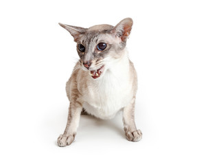 Oriental Shorthair Cat Mouth Open to Talk
