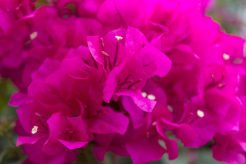 Blooming bougainvillea background. Purple magenta flowers.