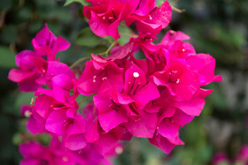 Fototapeta premium Blooming bougainvillea background. Purple magenta flowers.