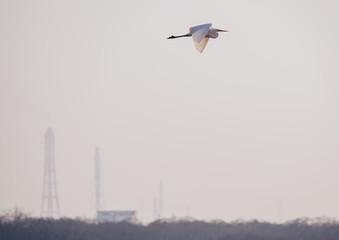 飛翔するシラサギ（Flying egret）