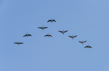 マガンの群れ（A flock of white-fronted geese）